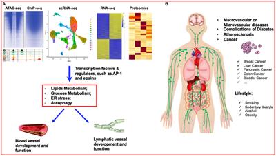 Diabetes and Its Cardiovascular Complications: Comprehensive Network and Systematic Analyses